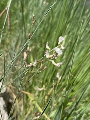 Astragalus convallarius