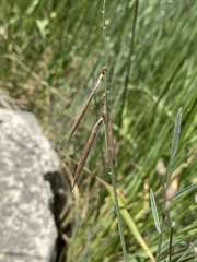Astragalus convallarius