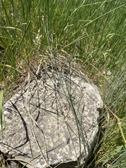 Astragalus convallarius