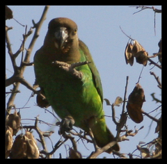 Poicephalus cryptoxanthus