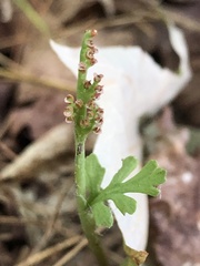 Botrychium matricariifolium