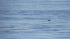 Phocoena phocoena vomerina