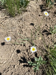 Erigeron eatonii