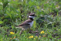 Charadrius vociferus