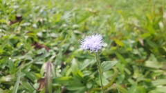 Ageratum conyzoides