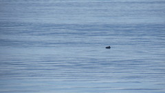 Phocoena phocoena vomerina