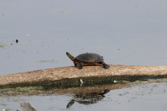 Charadrius vociferus