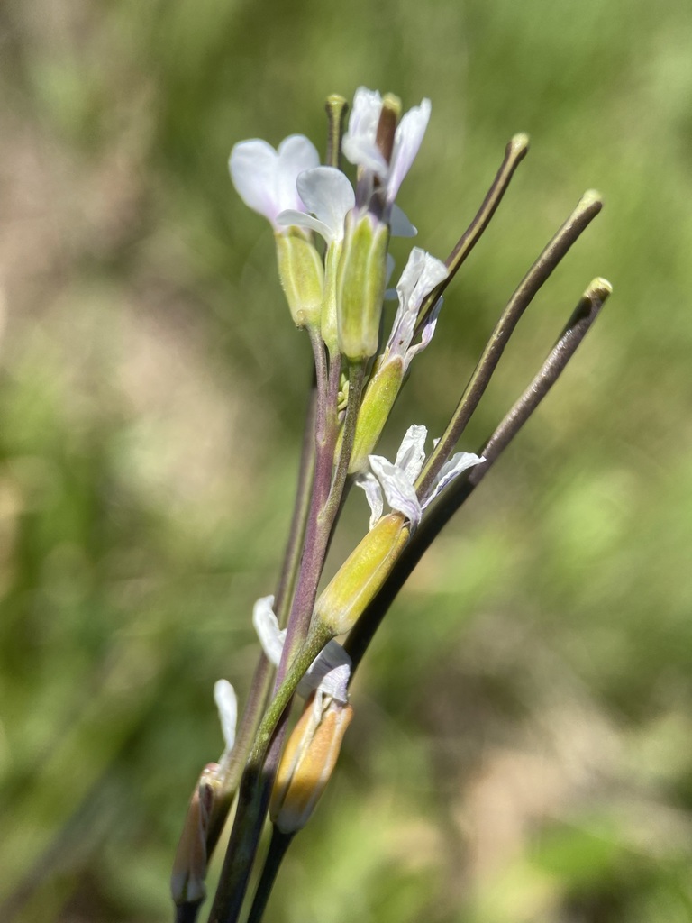 drummond's rockcress from Sanpete, Utah, United States on June 21, 2021 ...