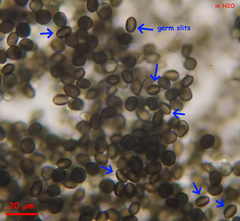 Arthrinium puccinioides