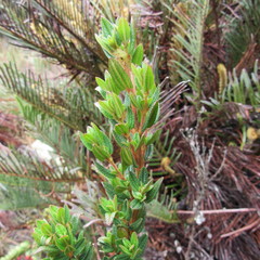 Brachyotum strigosum