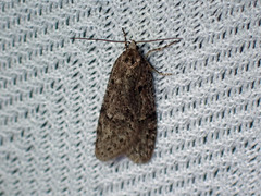 Semioscopis