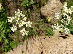Perideridia parishii