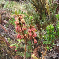 Brachyotum strigosum