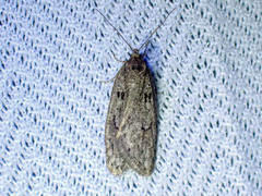 Semioscopis