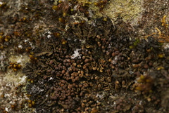 Enchylium polycarpon