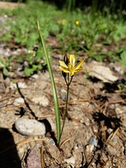 Triteleia ixioides
