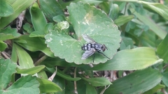Diptera
