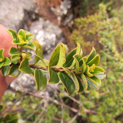 Myrsine dependens