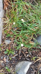 Saussurea angustifolia