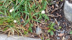 Saussurea angustifolia