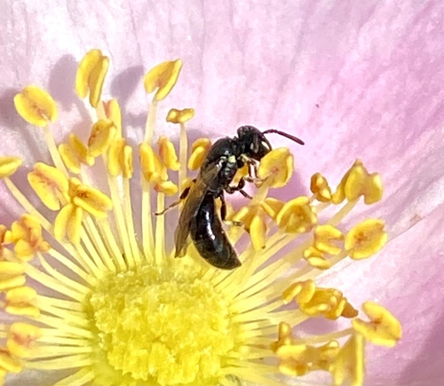 iNaturalist observation photo of Masked Bees