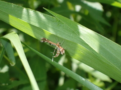 Dejongia lobidactylus