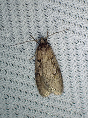 Semioscopis