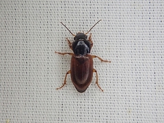 Anisodactylus sanctaecrucis