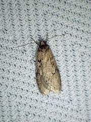 Semioscopis