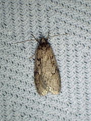 Semioscopis