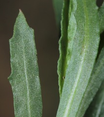 Oenothera hartwegii