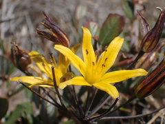 Bloomeria humilis
