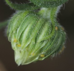 Aphanostephus riddellii