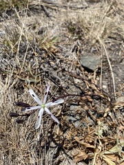 Chlorogalum pomeridianum divaricatum