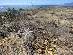 Chlorogalum pomeridianum divaricatum