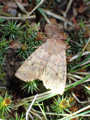 Eupsilia tristigmata