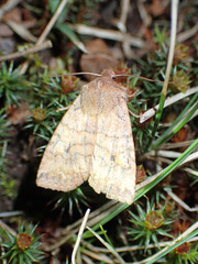 Eupsilia tristigmata