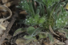 Cryptantha minima
