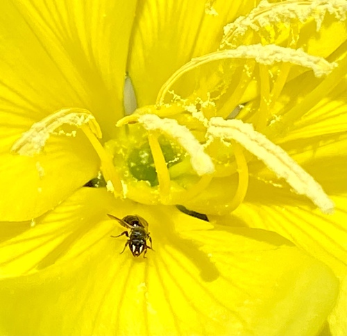 iNaturalist observation photo of Masked Bees