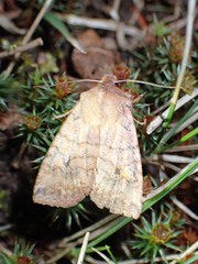 Eupsilia tristigmata