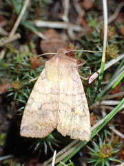 Eupsilia tristigmata