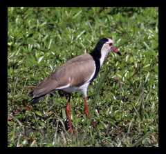 Vanellus crassirostris