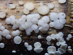Mollisia hydrophila