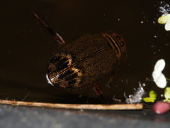 Acilius abbreviatus