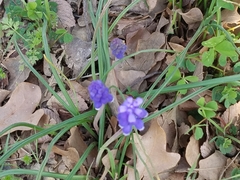 Muscari neglectum
