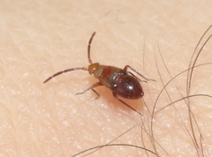 Ceratocapsus apicatus
