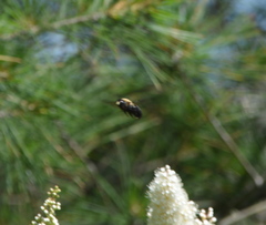 Xylocopa virginica