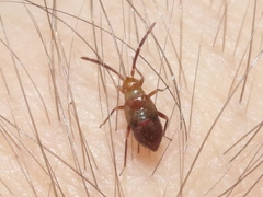 Ceratocapsus apicatus