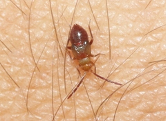 Ceratocapsus apicatus