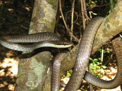 Dendrelaphis calligaster